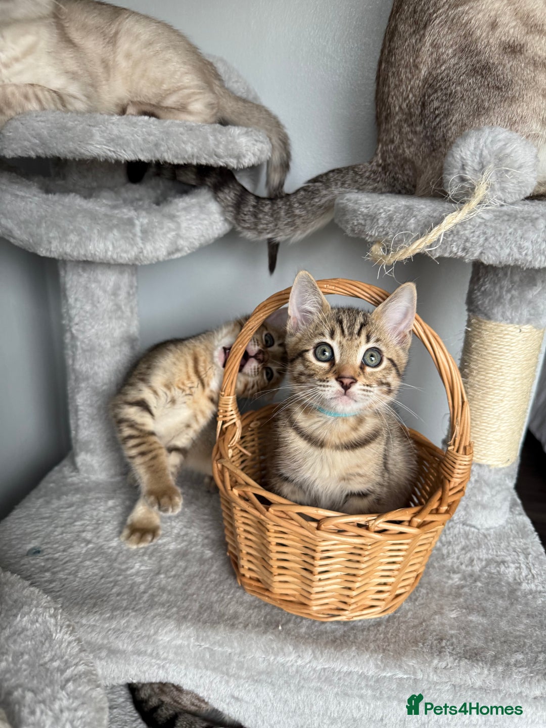 Bengal cats for sale: 2 bengal kittens left for sale to loving home - Image 3