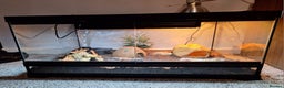 Gecko reptiles for sale: Leopard Gecko 3 month + all equipment option - Advert 4