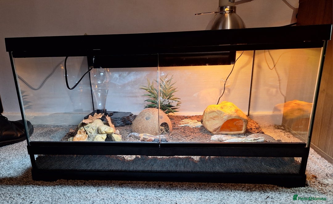 Gecko reptiles for sale: Leopard Gecko 3 month + all equipment option - Advert 4