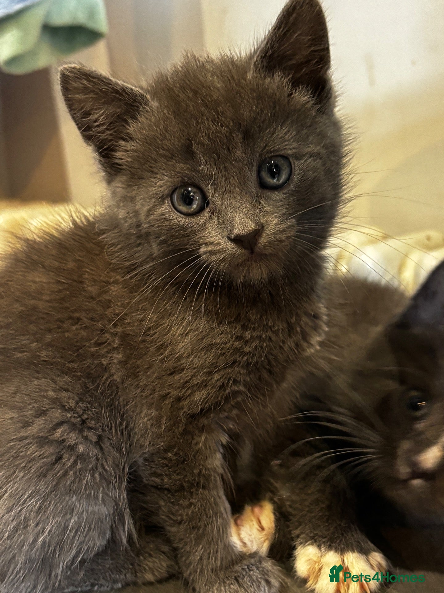 Mixed Breed cats  Gorgeous Grey Fluffy Kittens Looking for 🏡 - Advert 6