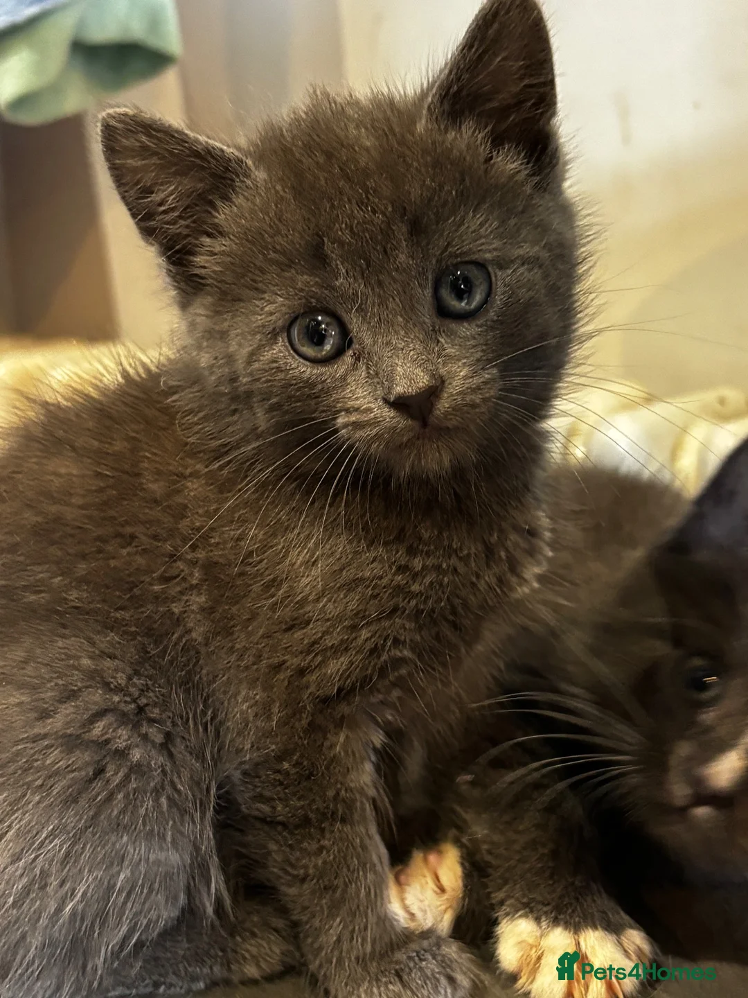 Mixed Breed cats for sale:  Gorgeous Grey Fluffy Kittens Looking for 🏡 - Advert 1