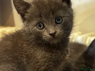 Mixed Breed cats Gorgeous Grey Fluffy Kittens Looking for 🏡 - Advert 6