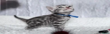 Bengal Kitten 2