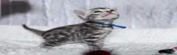 Bengal cats for sale: Exceptional Silver Bengal Kittens in Basingstoke - Advert 10