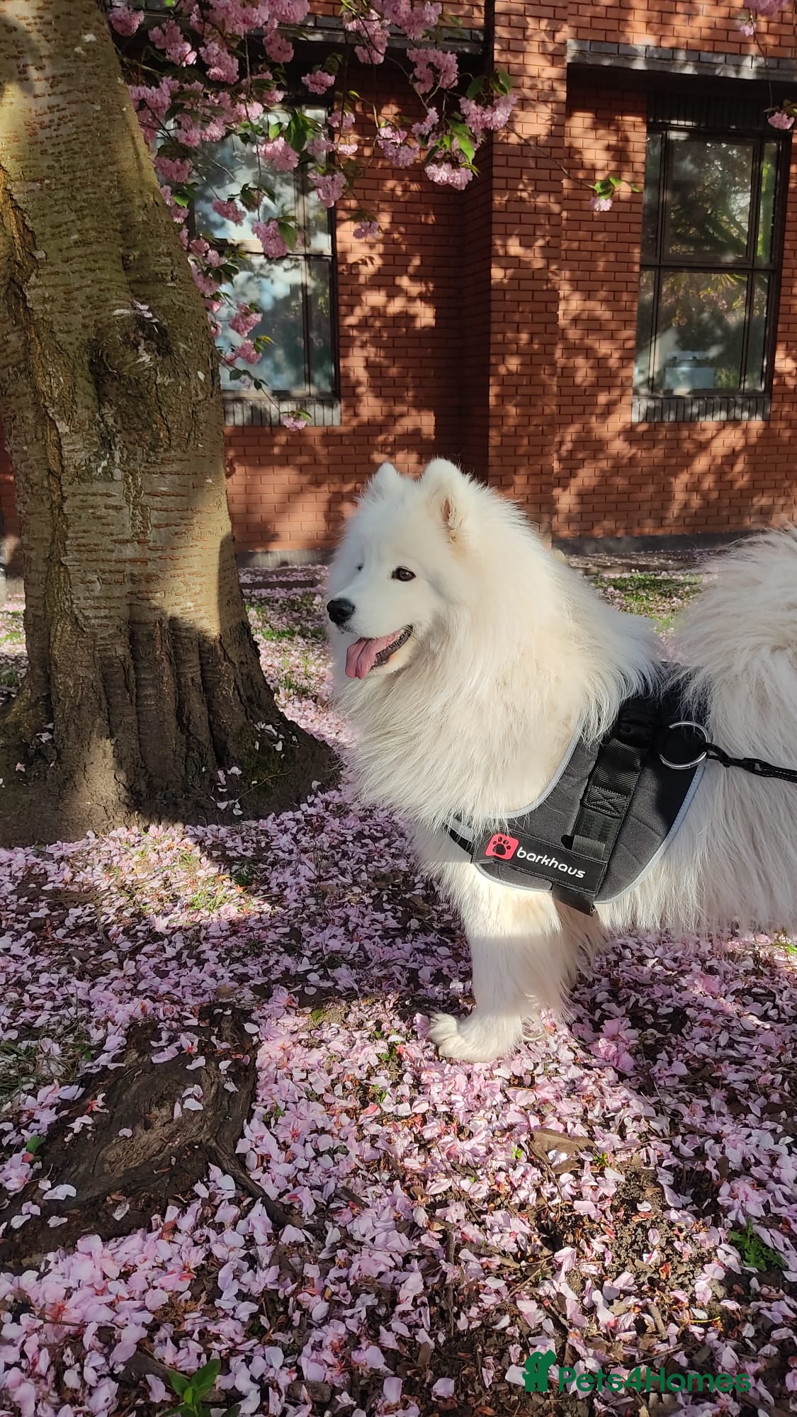 Samoyed dogs   8 KC Registered Samoyed Puppies Available - Advert 1