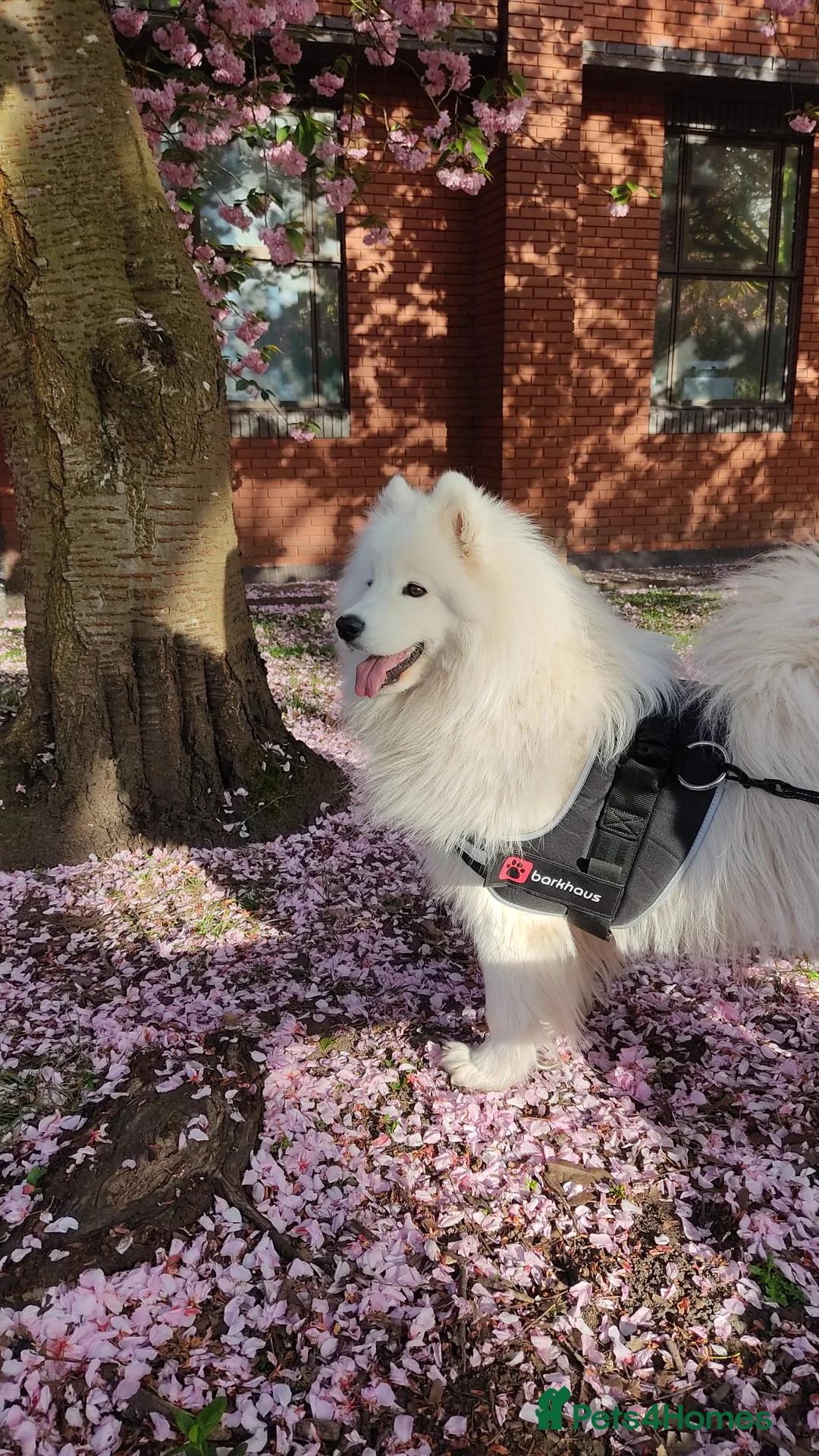 Samoyed dogs for sale:   8 KC Registered Samoyed Puppies Available - Advert 1