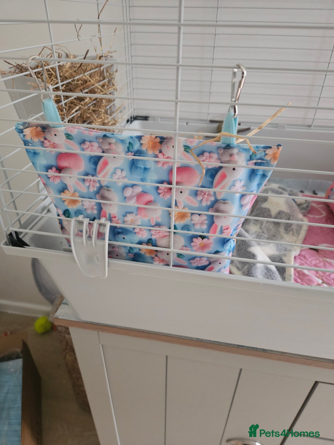 Guinea Pig rodents for sale: 2 female guinea pigs - Advert 4