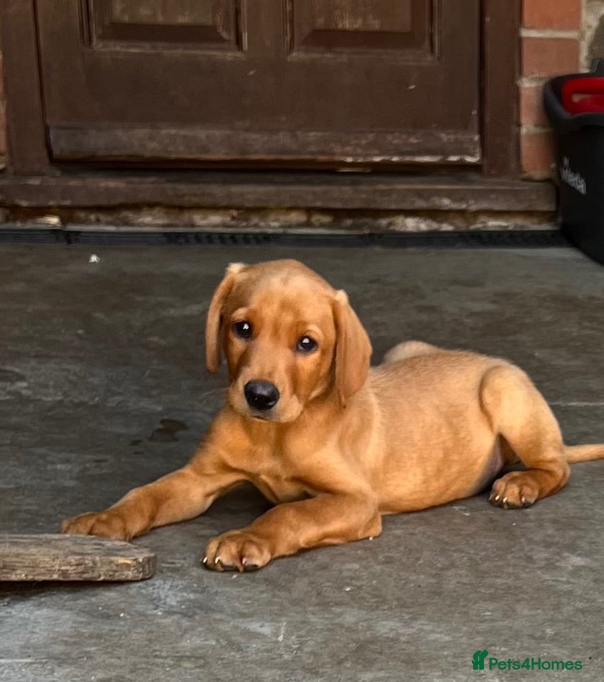 Labrador Retriever dogs  1 BIG STRONG FOX RED MALE LABRADOR *READY NOW* - Advert 18