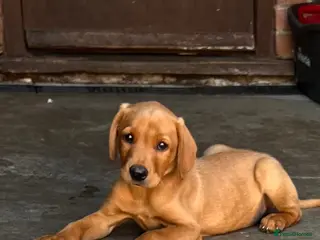 Labrador Retriever dogs 1 BIG STRONG FOX RED MALE LABRADOR *READY NOW* - Advert 18