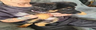 Mixed Breed 7