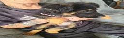 Mixed Breed dogs for sale: Shepadoodle puppies for sale  in Boston - Advert 10