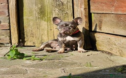 French Bulldog dogs for sale: Female French Bulldog  - Image 5