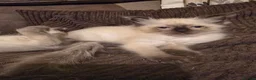 Ragdoll cats for sale: Ragdoll kittens from gçcf registered parents - Advert 5