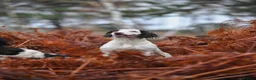 English Springer Spaniel dogs for sale: Excellent quality kc springer spaniel pups  - Advert 26