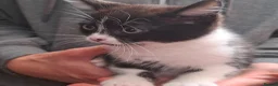 Mixed Breed cats for sale: Beautiful girls - Advert 8