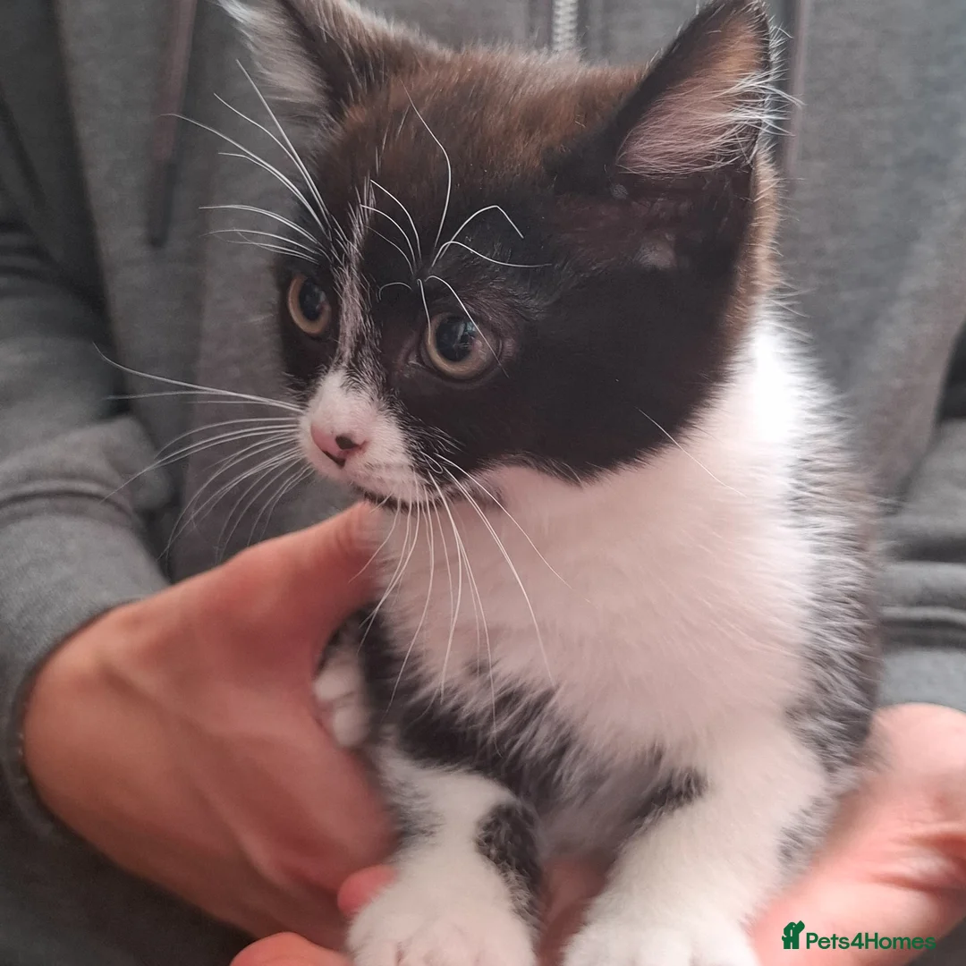 Mixed Breed cats for sale: Beautiful girls - Advert 8