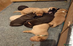 Labrador Retriever dogs for sale: 8 gorgeous chocolate/yellow girl & boy lab pups  - Image 7