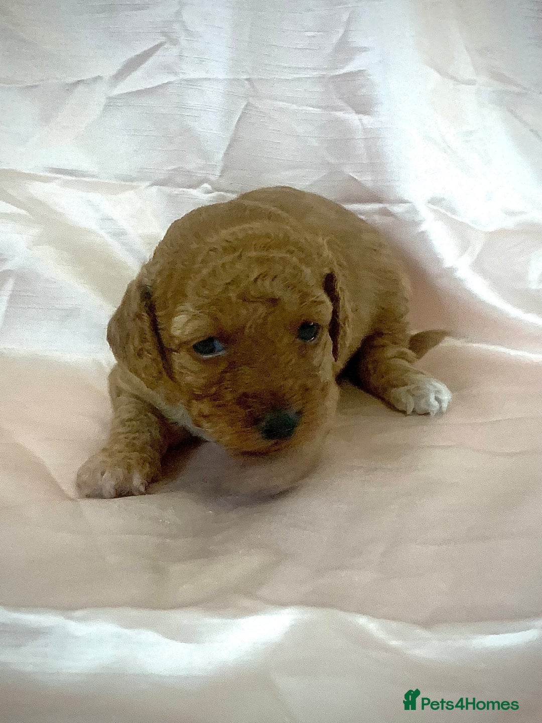 Miniature Poodle dogs for sale: Miniature poodles for sale  2 boys and 3 girls - Advert 15
