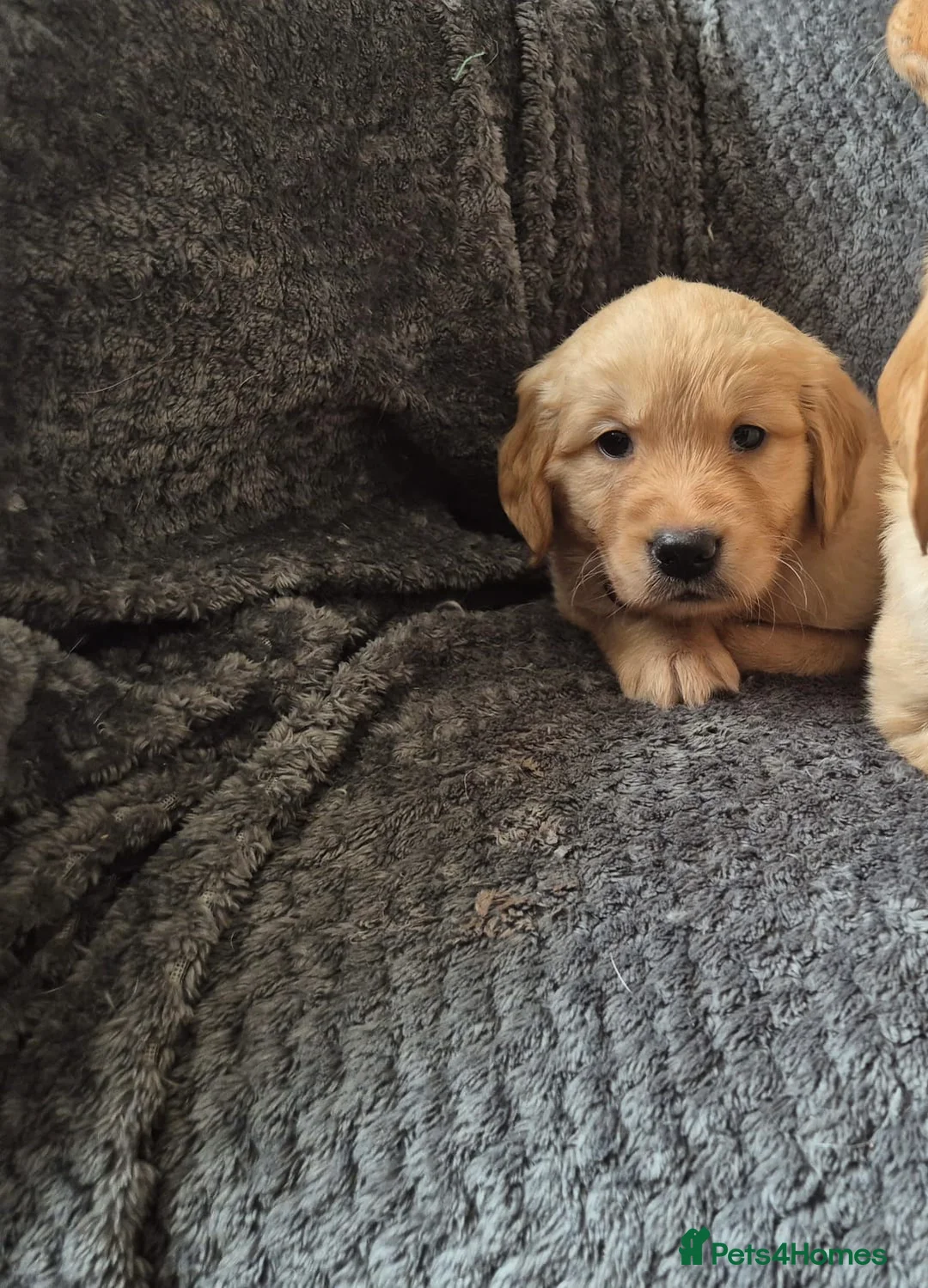 Golden Retriever dogs for sale: Beautiful KC Reg Golden Retrievers - Advert 12