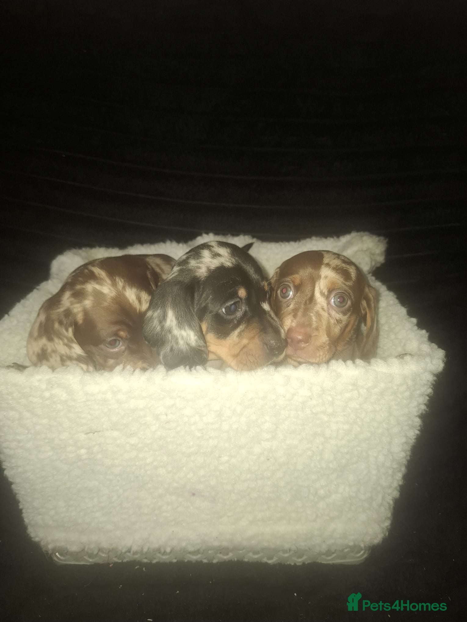 Dachshund dogs for sale: Dachshund puppys - Advert 7