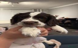 Sprocker dogs for sale: Sprocket Puppies - Advert 5