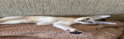 Abyssinian cats for sale: *1 girl left* GCCF - Silver Abyssinian kittens - Advert 3