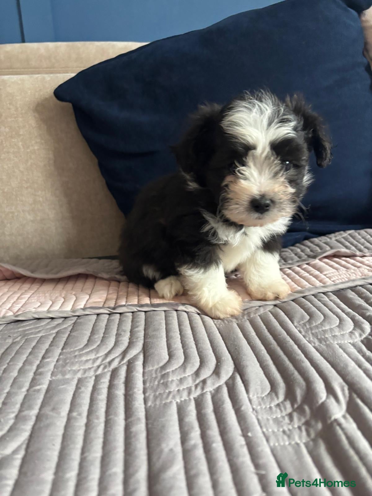 Pomapoo dogs Beautiful pomapoos puppies - Advert 1