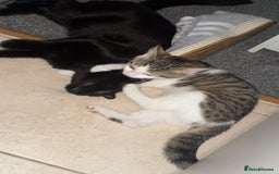 British Shorthair cats for sale: Two cats for sale £50 - Image 4