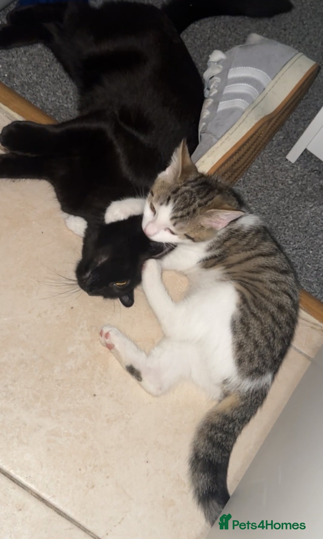 British Shorthair cats for sale: Two cats for sale £50 - Image 4