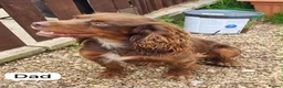 Cocker Spaniel dogs for sale: KC Registered Cocker spaniels  in Godalming - Advert 11