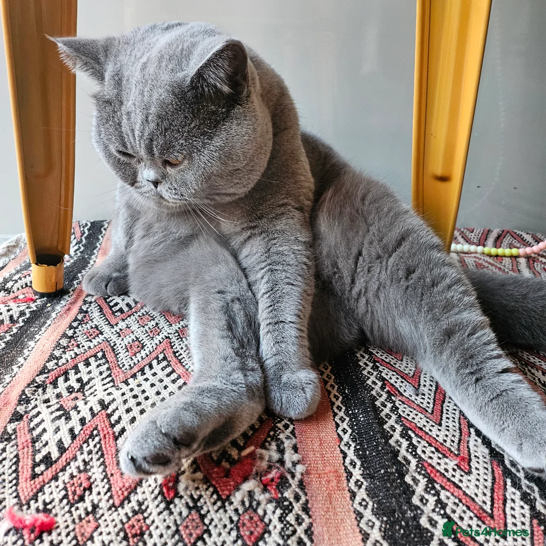British Shorthair cats for stud: Pedigree GCCF British Short Hair STUD AVAIL  - Advert 4