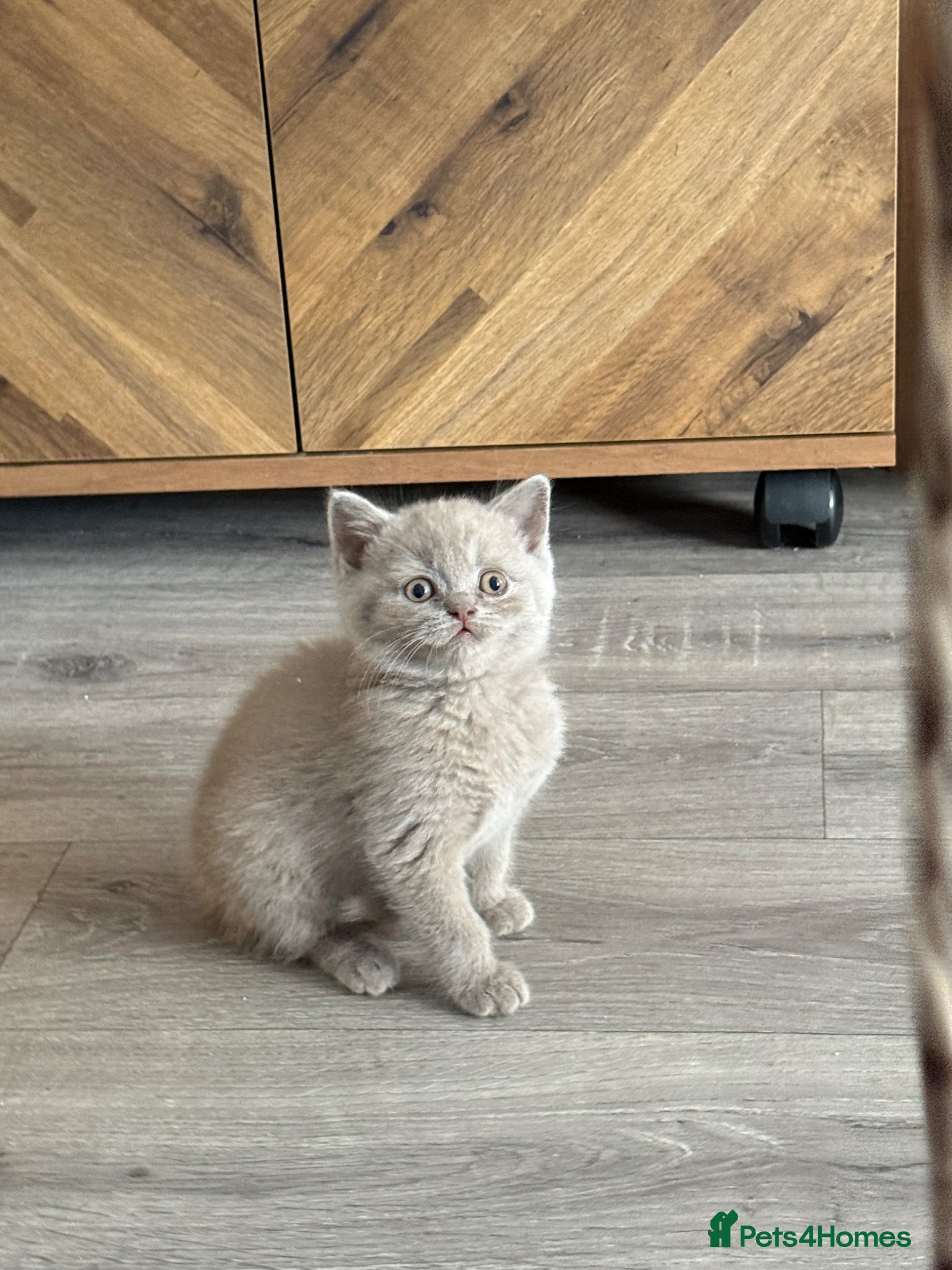 British Shorthair cats for sale: Lilac & Chocolate British shorthair kittens  - Advert 4