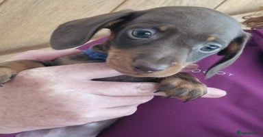 Miniature Dachshund dogs - Advert 16