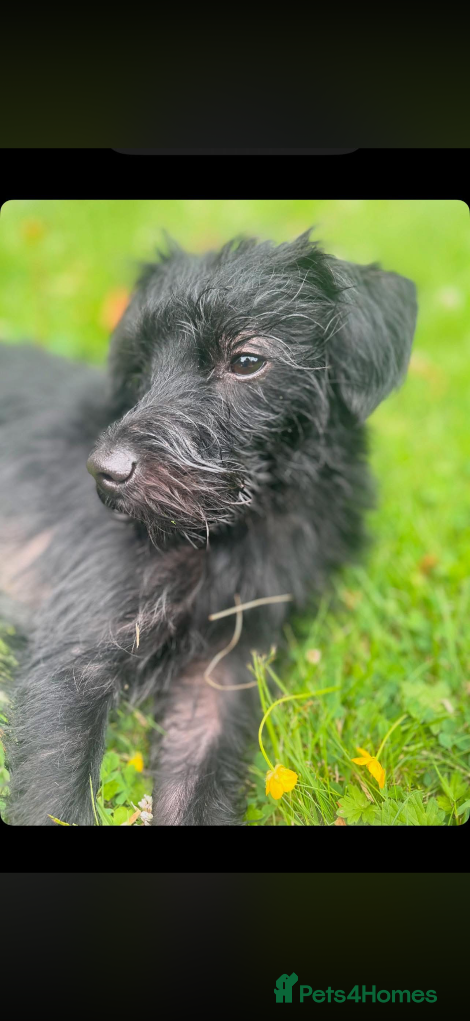 Poodle dogs Rocky - Advert 13