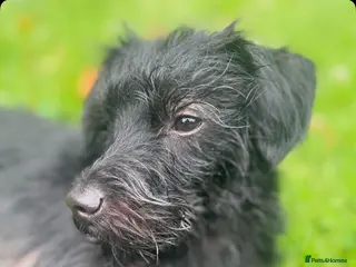 Poodle dogs Rocky - Advert 13