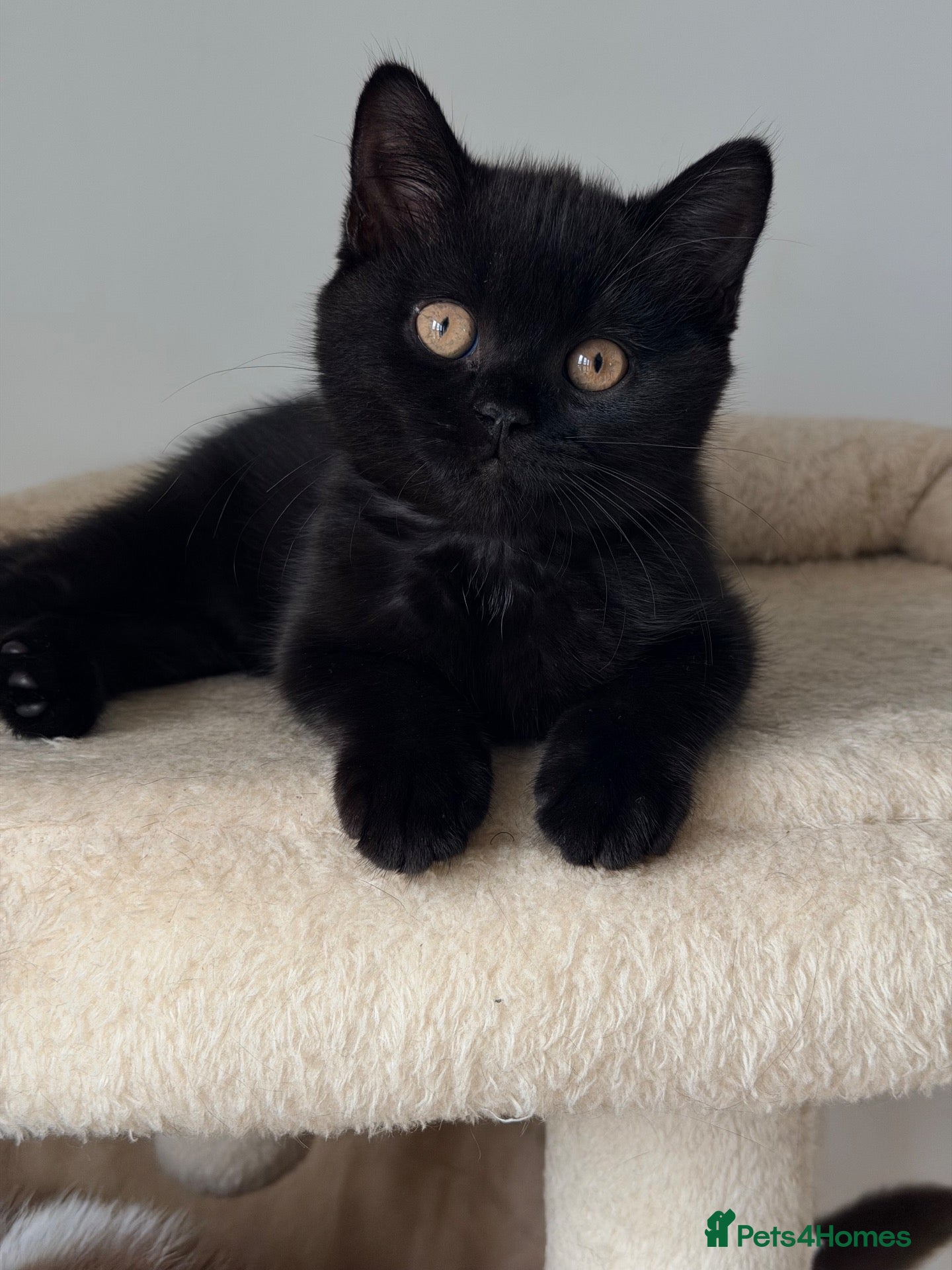 British Shorthair cats 🖤🐾✨ ONLY ONE BEAUTIFUL BSH KITTEN LEFT! 🖤🐾✨ - Advert 17