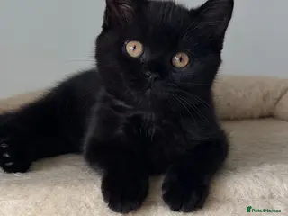 British Shorthair cats 🖤🐾✨ ONLY ONE BEAUTIFUL BSH KITTEN LEFT! 🖤🐾✨ - Advert 17