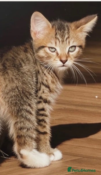 British Shorthair cats Beautiful Playful Kitten - Ready now - £50 each - Advert 1