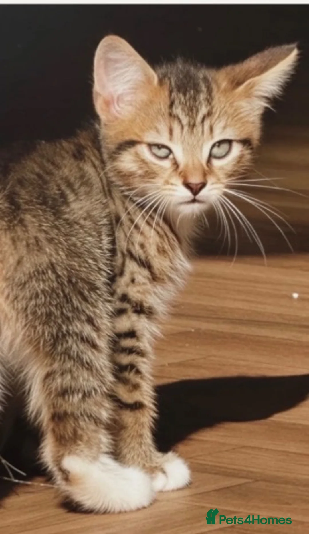 British Shorthair cats for sale: Beautiful Playful Kitten - Ready now - £50 each - Advert 1