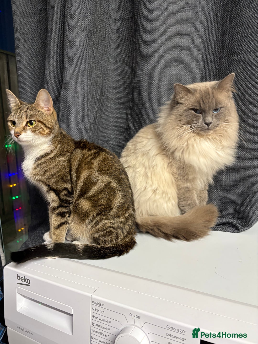 Mixed Breed cats for sale: Kittens for sale :) - Advert 13