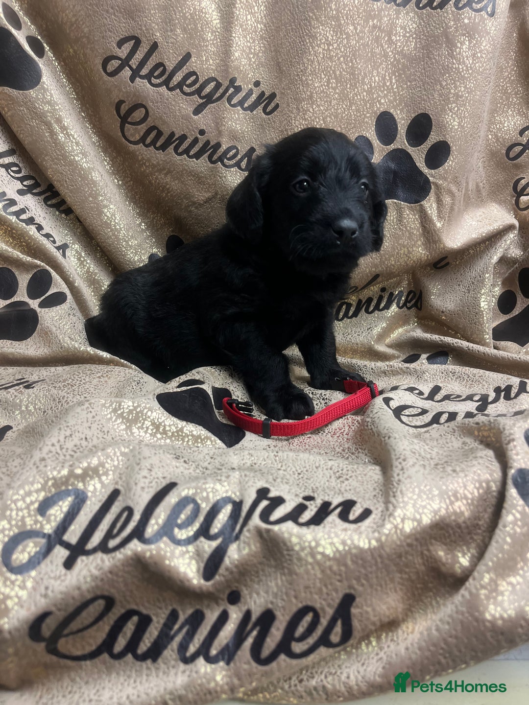 Labradoodle dogs for sale: 5 ⭐️ licensed Home breeder - Advert 18
