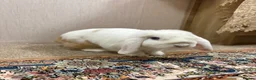 Mini Lop rabbits for sale: Mini Lop Rabbit 7months in Manchester - Advert 2