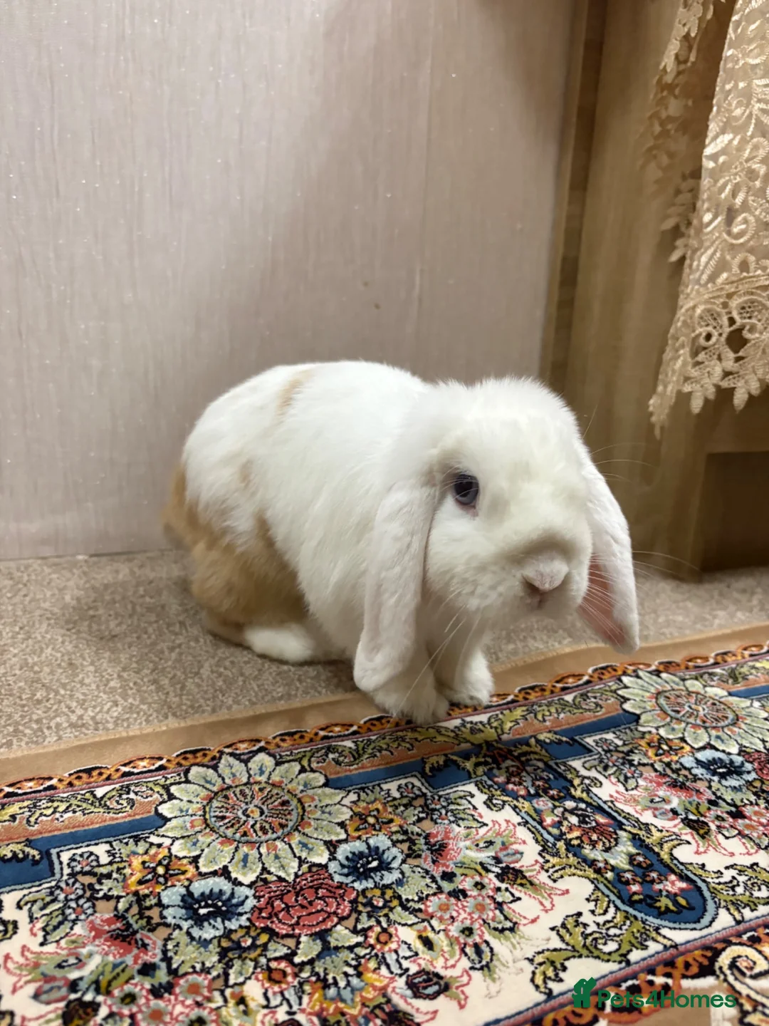 Mini Lop rabbits for sale: Mini Lop Rabbit 7months in Manchester - Advert 2
