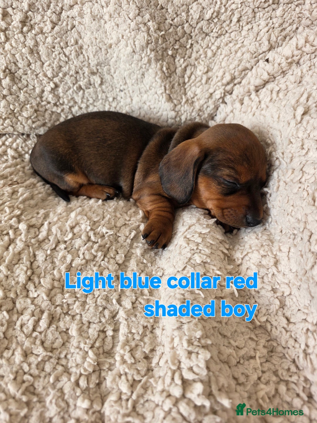 Miniature Dachshund dogs for sale: Beautiful short haired minature dauchshunds  - Advert 3