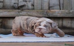 English Bulldog dogs for sale: ONE GORGEOUS LITTLE GIRL  - Advert 5