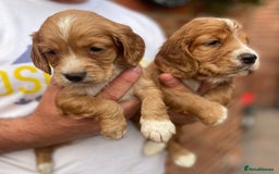 Cocker Spaniel dogs for sale: Health Tested Working Cockers in Bishop Auckland - Image 11