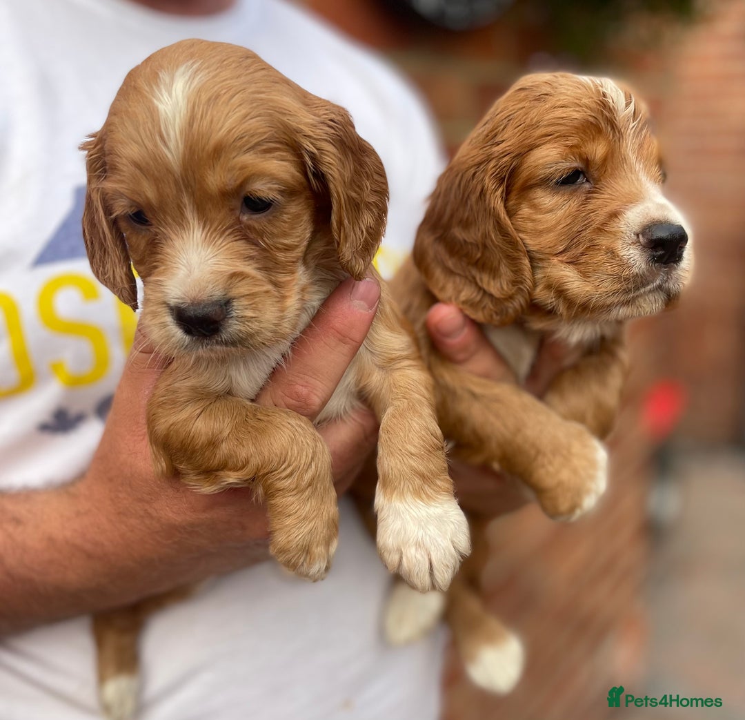 Cocker Spaniel dogs for sale: Health Tested Working Cockers in Bishop Auckland - Image 11