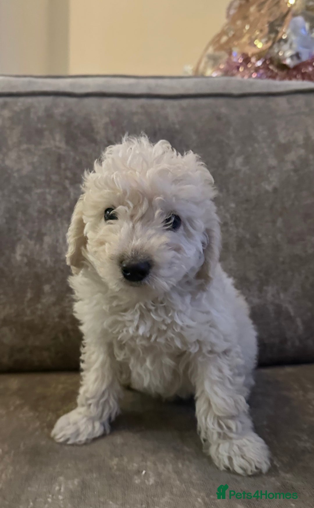 Cockapoo dogs for sale: Beautiful cockapoos for sale - Advert 12