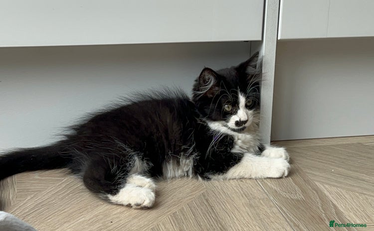 Mixed Breed cats - Advert 11