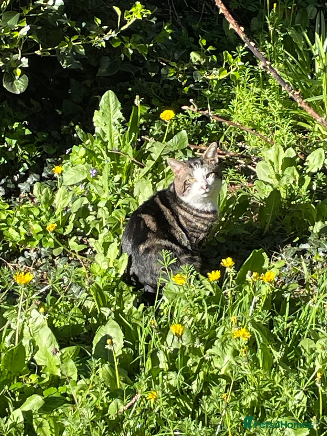 Mixed Breed cats for sale: Male cat - Advert 2